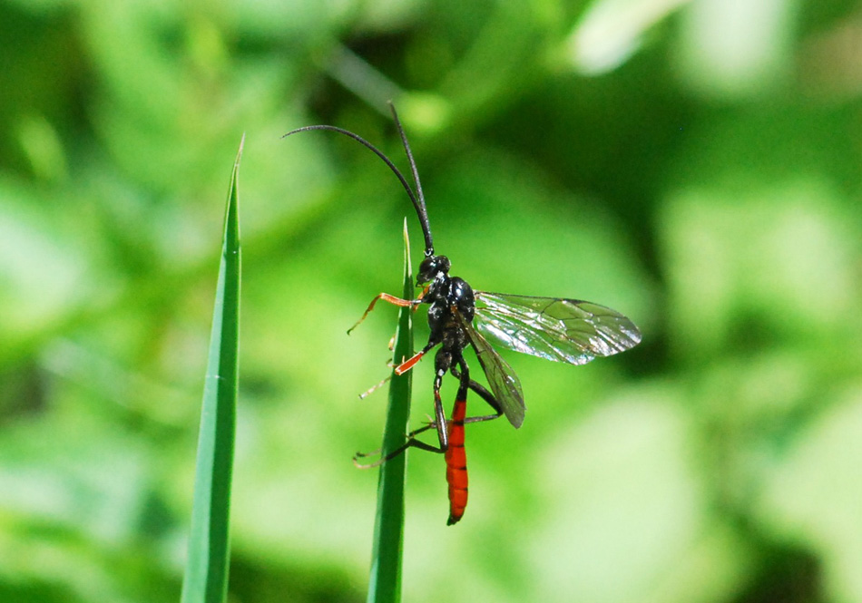 Ichneumonidae rosso e nero